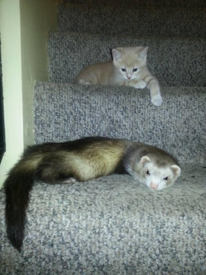 Ned is a kitten who is friends with ferrets Ned is a kitten who is friends with ferrets