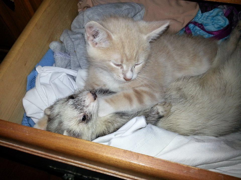 Ned is a kitten who is friends with ferrets Ned is a kitten who is friends with ferrets