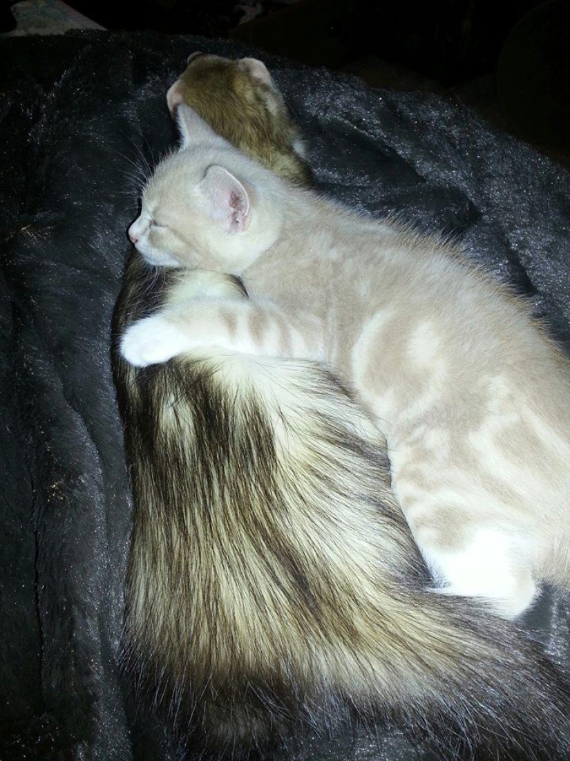 Ned is a kitten who is friends with ferrets Ned is a kitten who is friends with ferrets