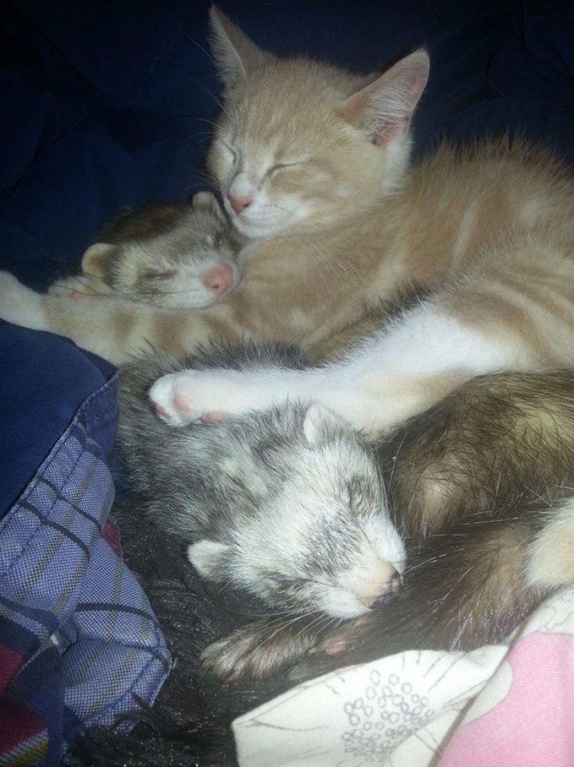 Ned is a kitten who is friends with ferrets Ned is a kitten who is friends with ferrets