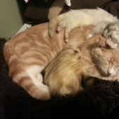 Ned is a kitten who is friends with ferrets