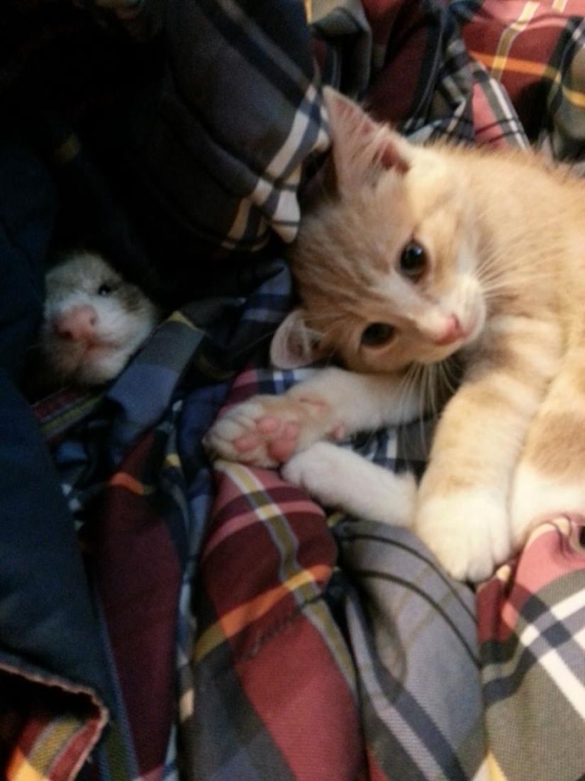 Ned is a kitten who is friends with ferrets Ned is a kitten who is friends with ferrets