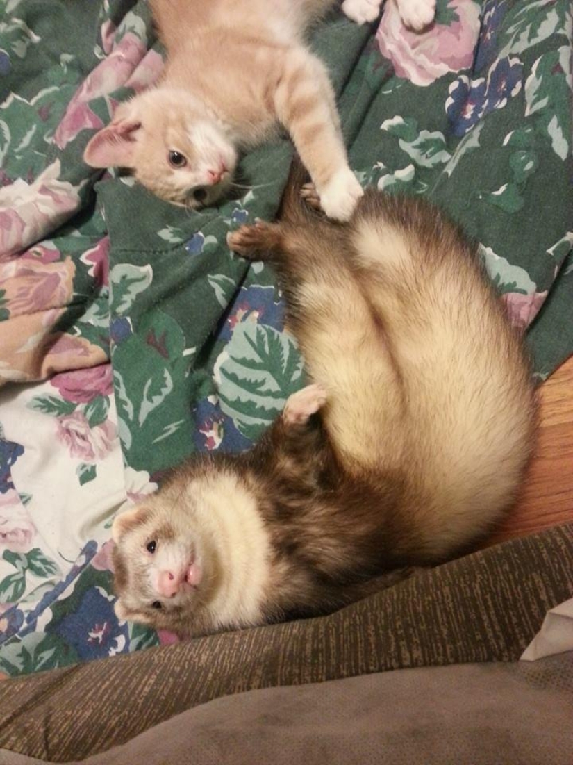 Ned is a kitten who is friends with ferrets Ned is a kitten who is friends with ferrets