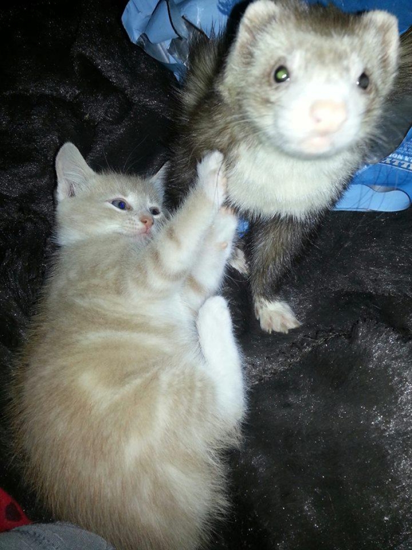 Ned is a kitten who is friends with ferrets Ned is a kitten who is friends with ferrets