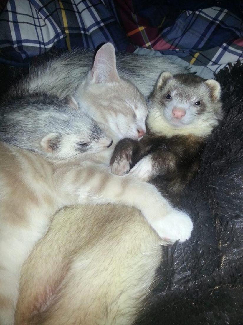 Ned is a kitten who is friends with ferrets Ned is a kitten who is friends with ferrets
