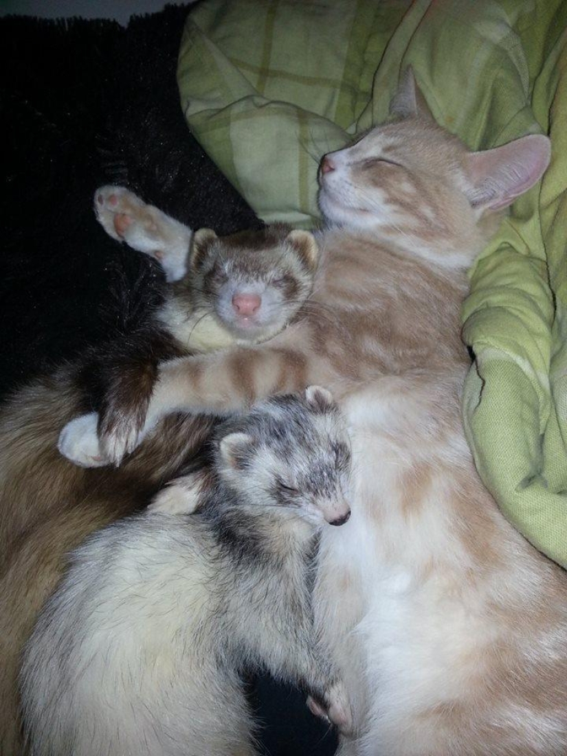 Ned is a kitten who is friends with ferrets Ned is a kitten who is friends with ferrets