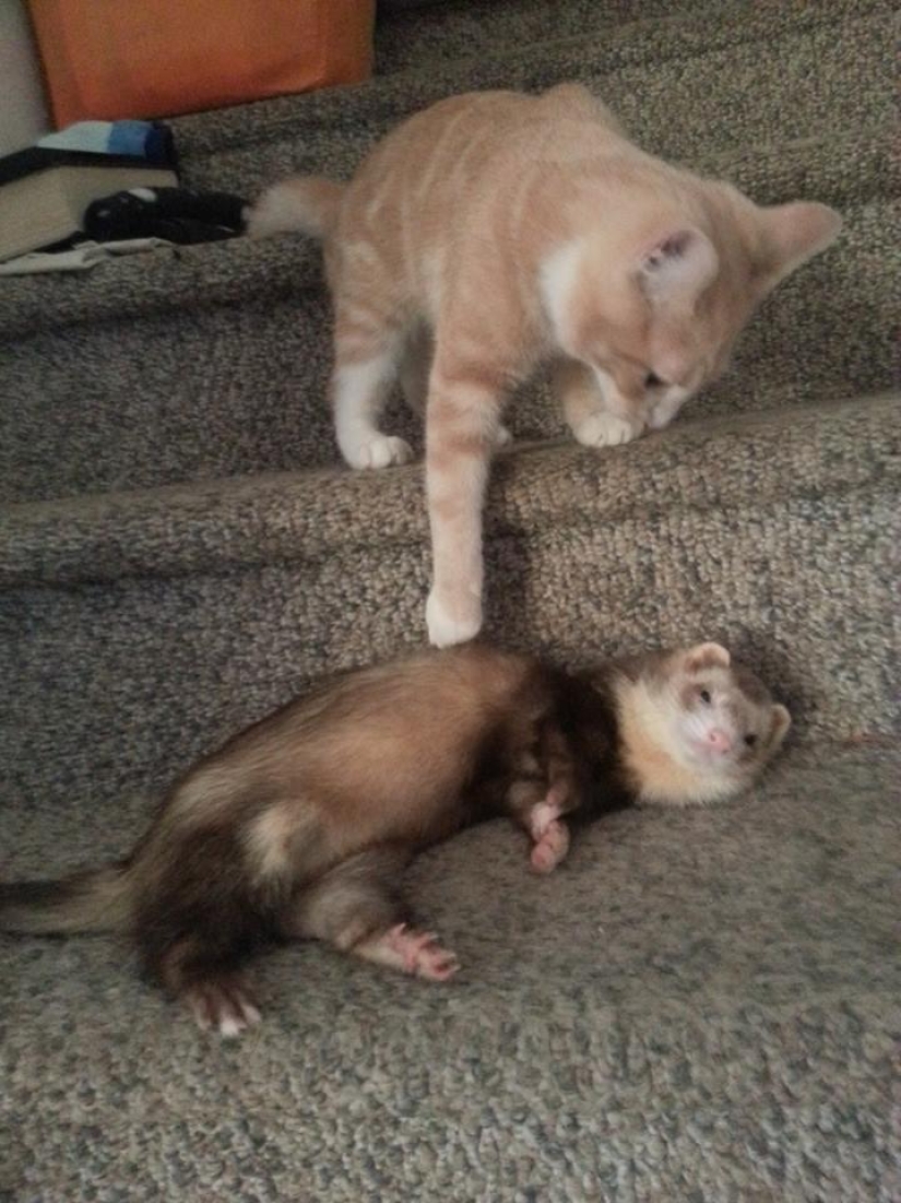 Ned is a kitten who is friends with ferrets Ned is a kitten who is friends with ferrets