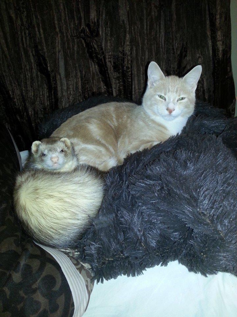 Ned is a kitten who is friends with ferrets Ned is a kitten who is friends with ferrets