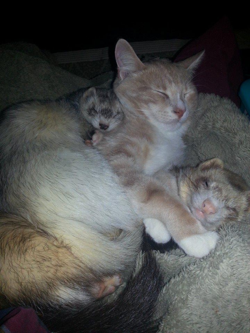 Ned is a kitten who is friends with ferrets Ned is a kitten who is friends with ferrets