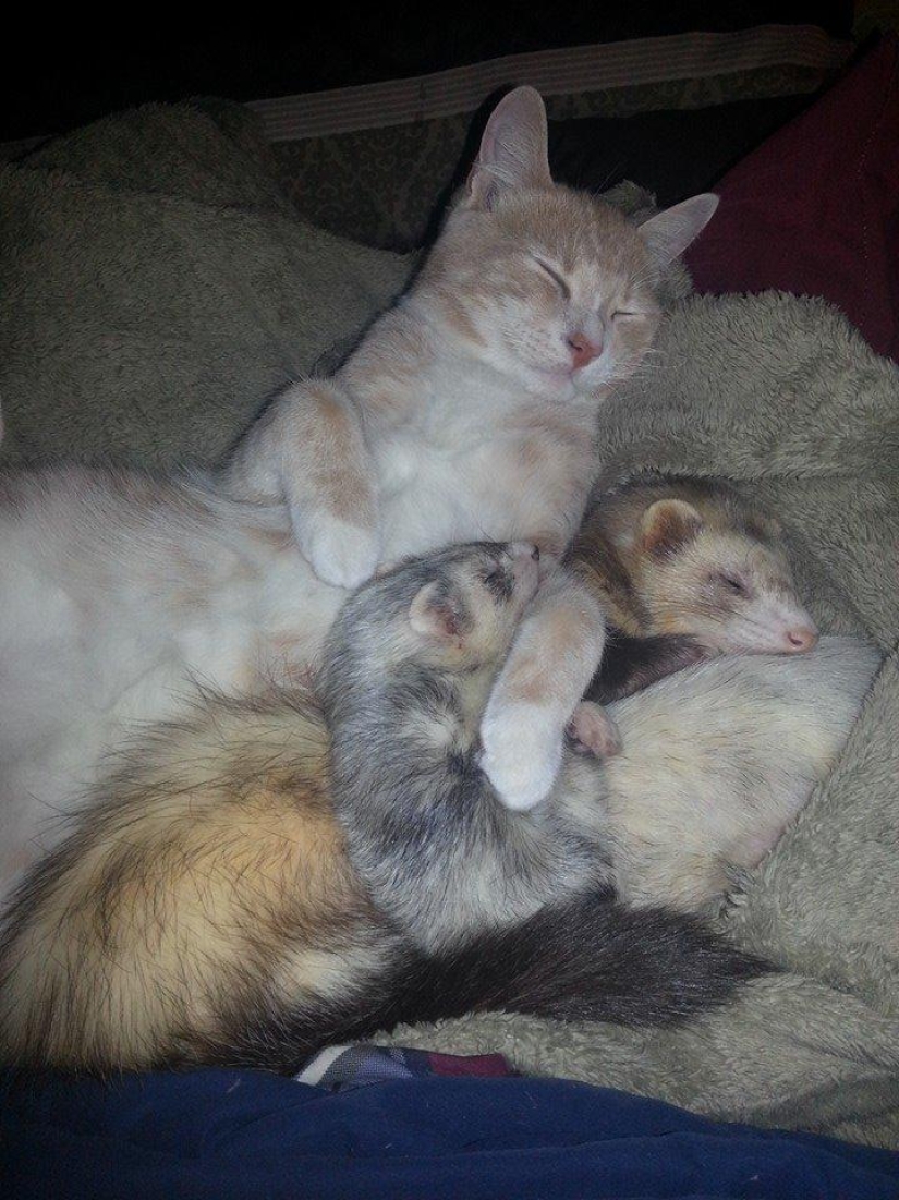 Ned is a kitten who is friends with ferrets Ned is a kitten who is friends with ferrets