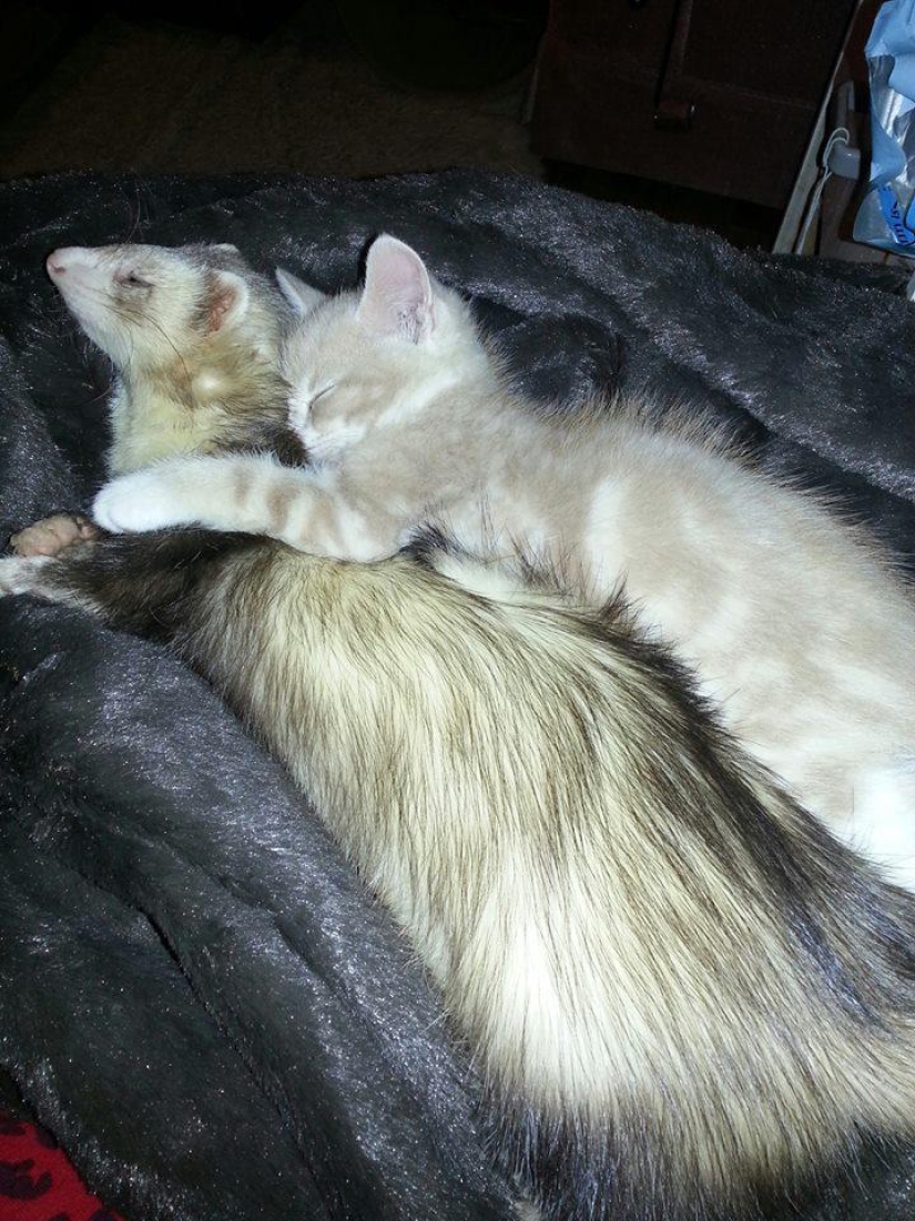 Ned is a kitten who is friends with ferrets Ned is a kitten who is friends with ferrets