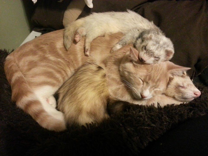 Ned is a kitten who is friends with ferrets Ned is a kitten who is friends with ferrets