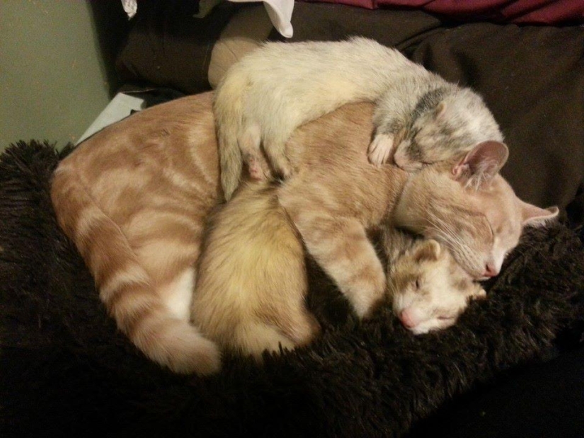 Ned is a kitten who is friends with ferrets Ned is a kitten who is friends with ferrets