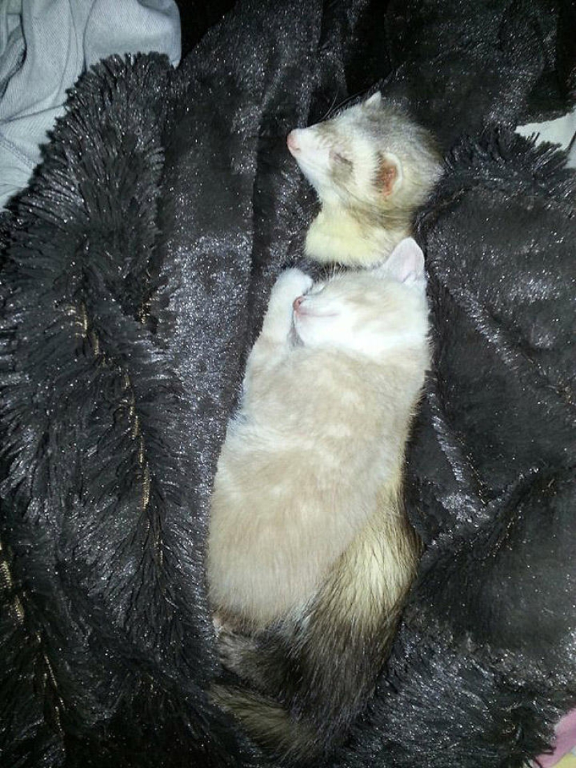 Ned is a kitten who is friends with ferrets Ned is a kitten who is friends with ferrets