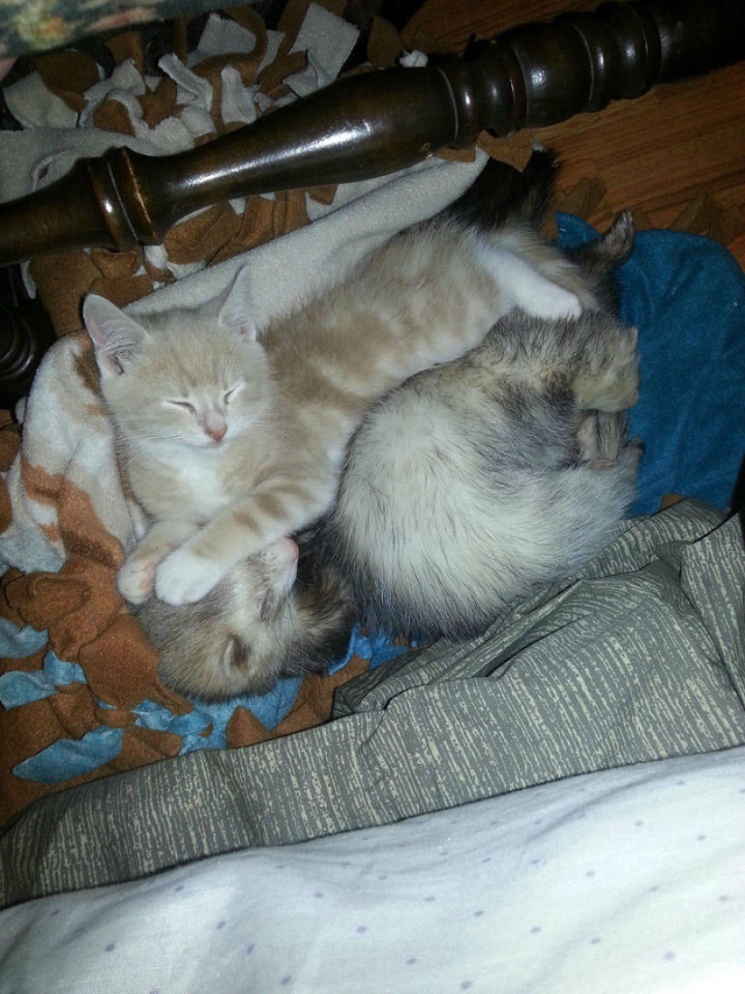 Ned is a kitten who is friends with ferrets Ned is a kitten who is friends with ferrets