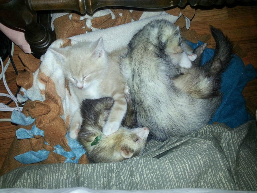 Ned is a kitten who is friends with ferrets Ned is a kitten who is friends with ferrets