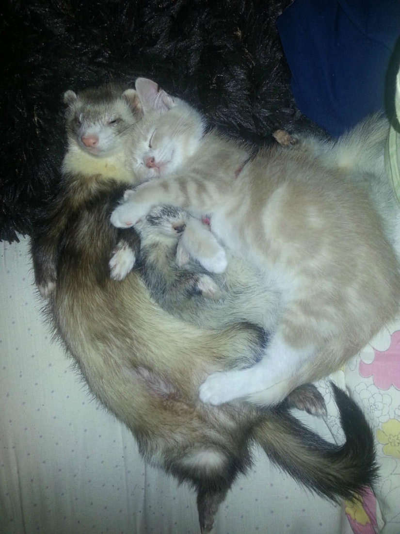 Ned is a kitten who is friends with ferrets Ned is a kitten who is friends with ferrets