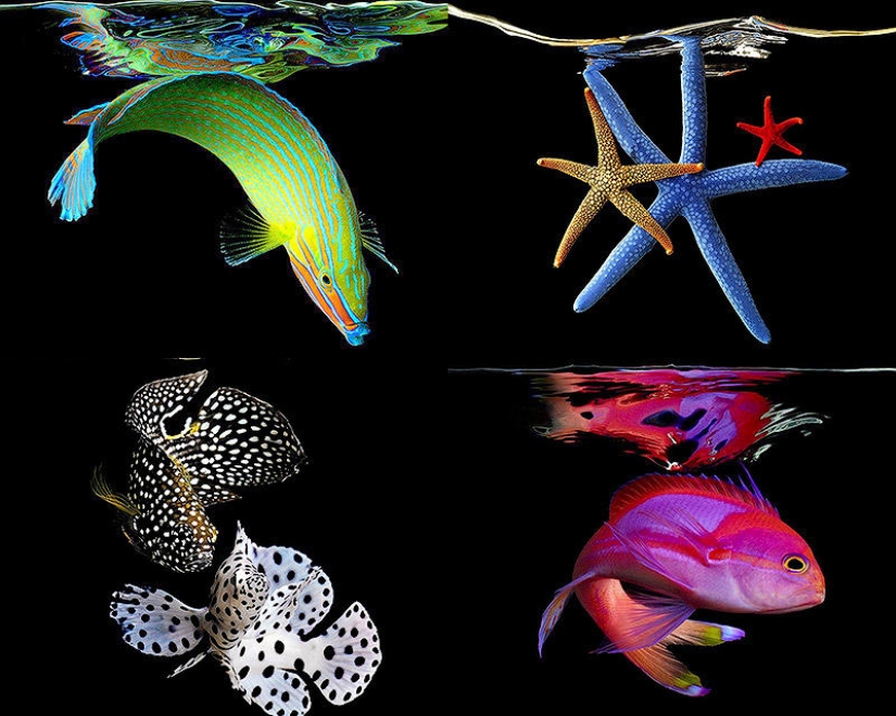 Neon portraits of exotic marine life