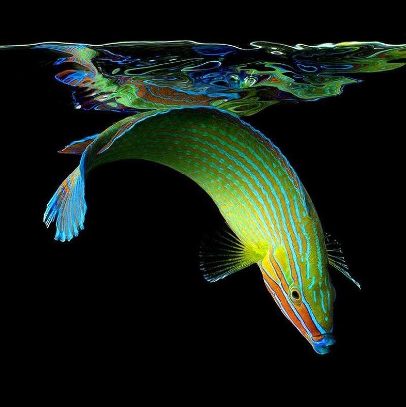 Neon portraits of exotic marine life