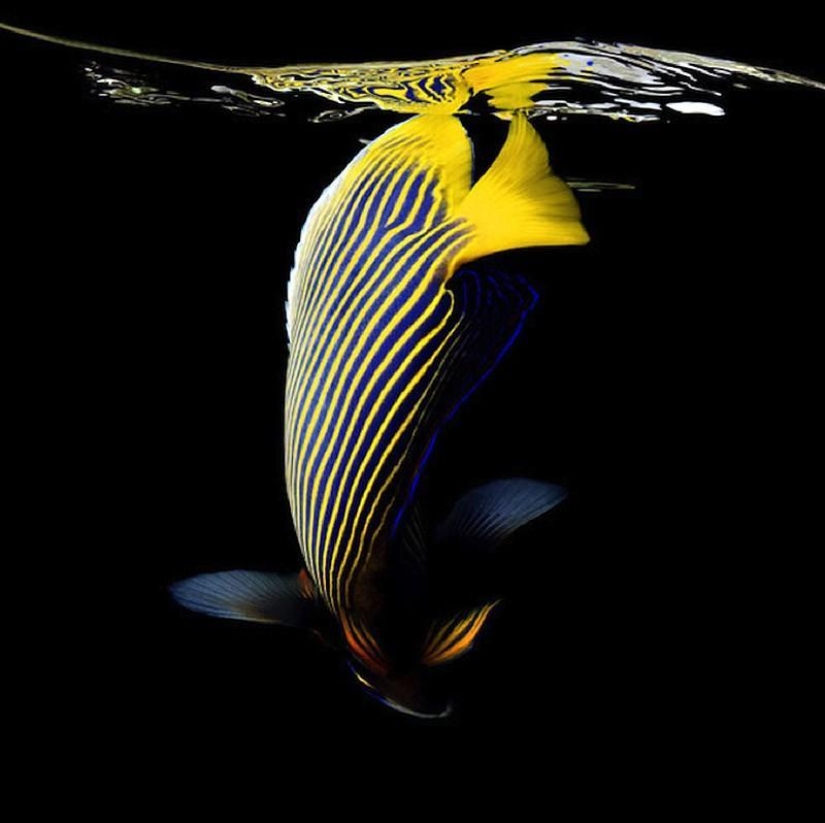 Neon portraits of exotic marine life