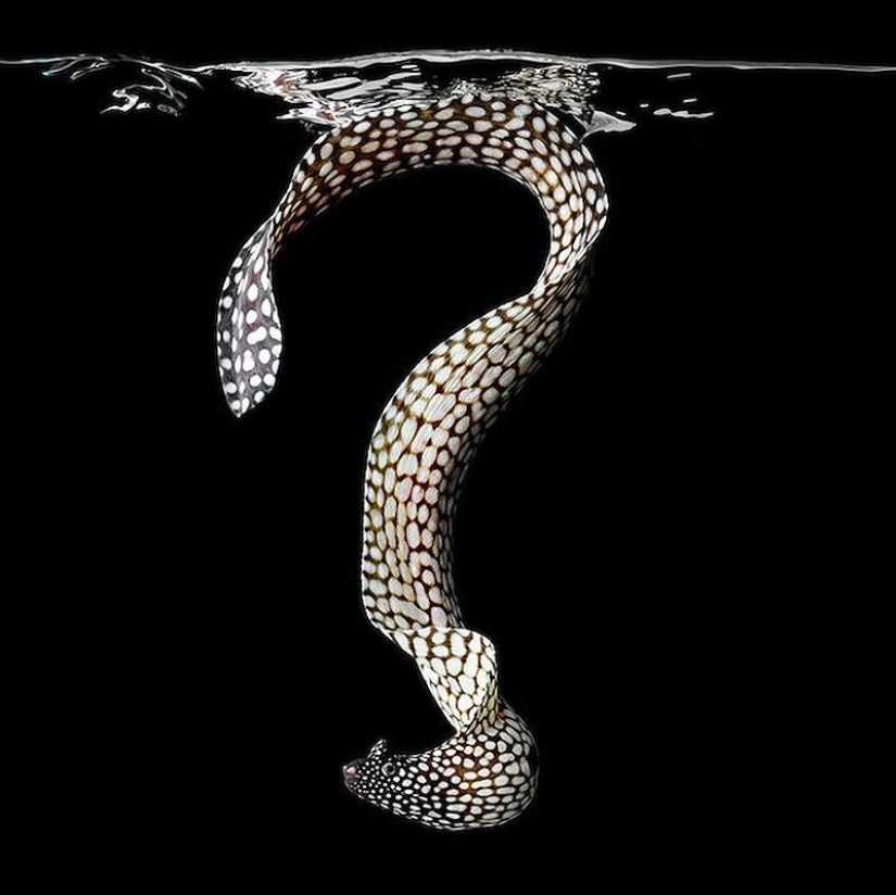 Neon portraits of exotic marine life