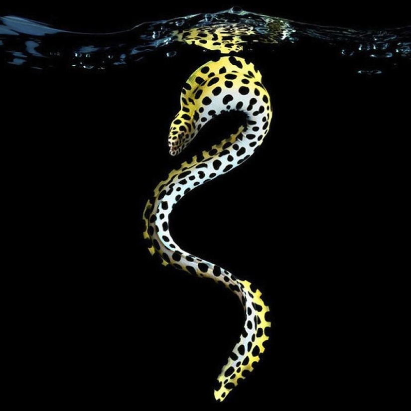 Neon portraits of exotic marine life