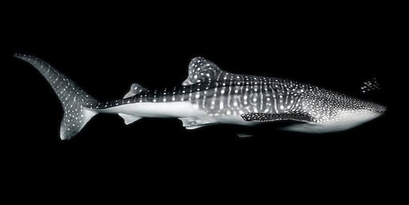 Neon portraits of exotic marine life