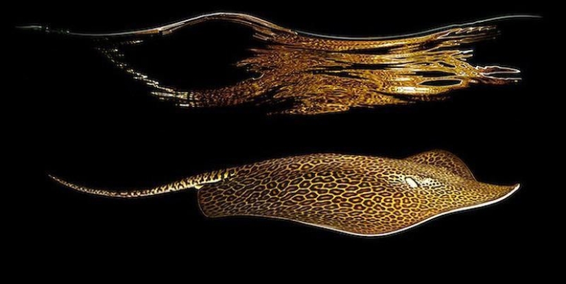 Neon portraits of exotic marine life