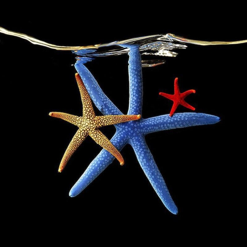 Neon portraits of exotic marine life