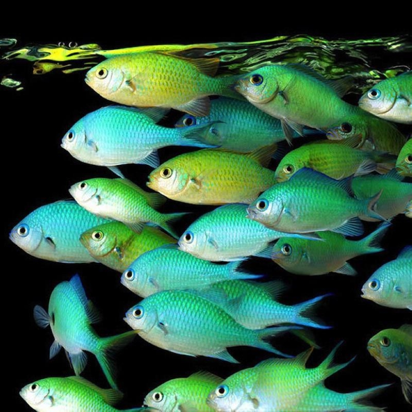 Neon portraits of exotic marine life