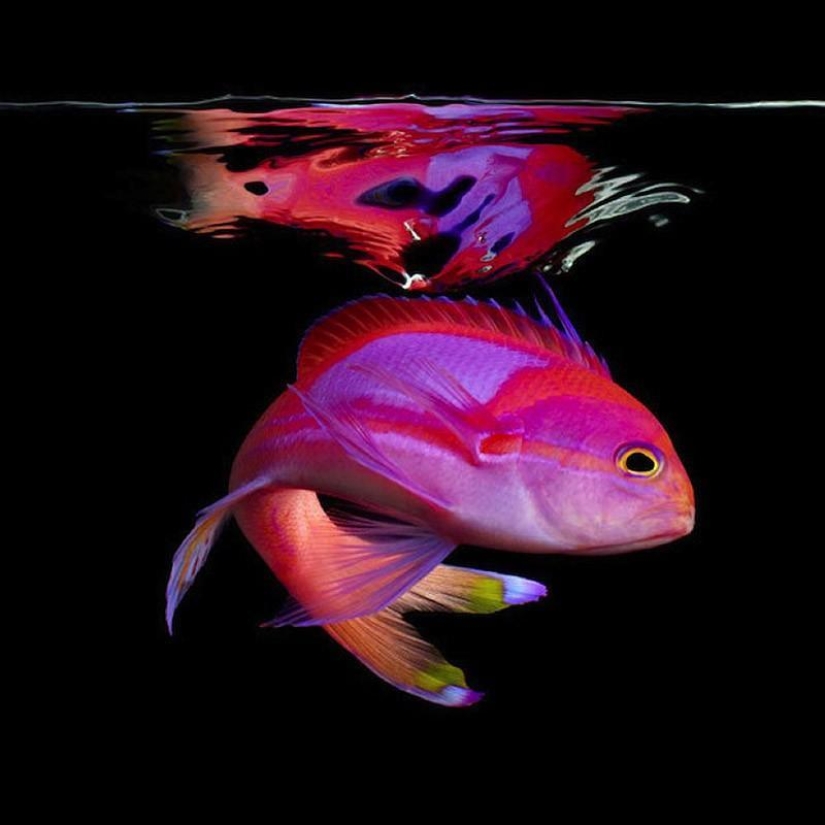 Neon portraits of exotic marine life