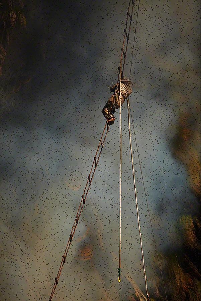 Nepalese honey hunters