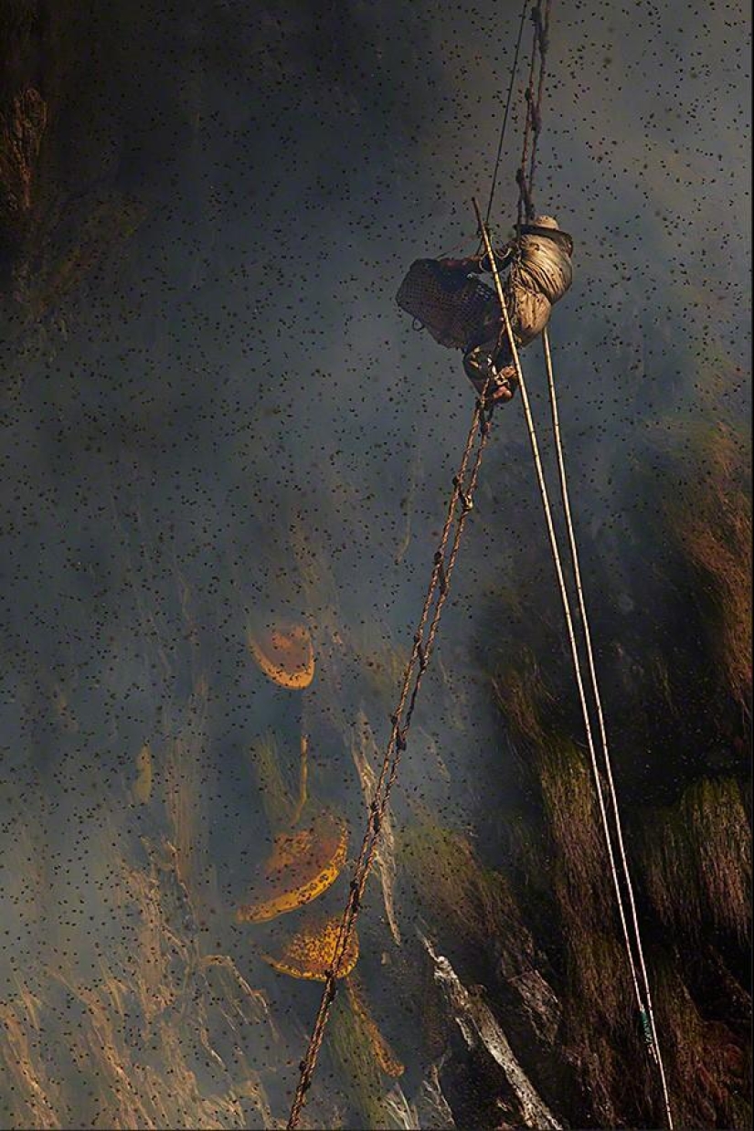 Nepalese honey hunters