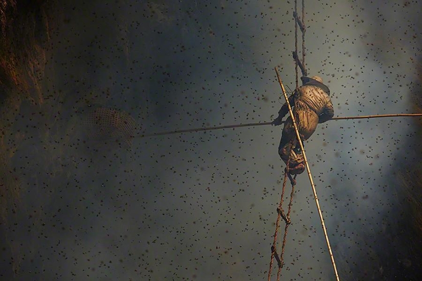 Nepalese honey hunters