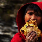 Nepalese honey hunters