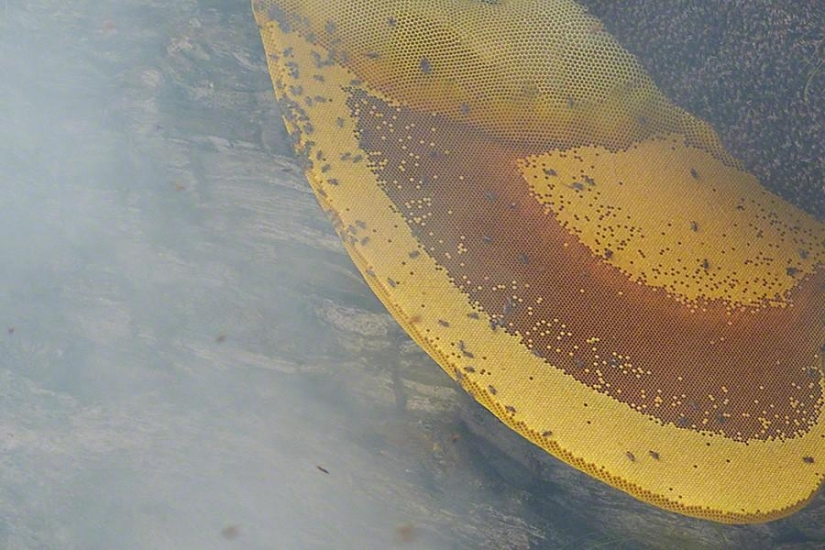 Nepalese honey hunters