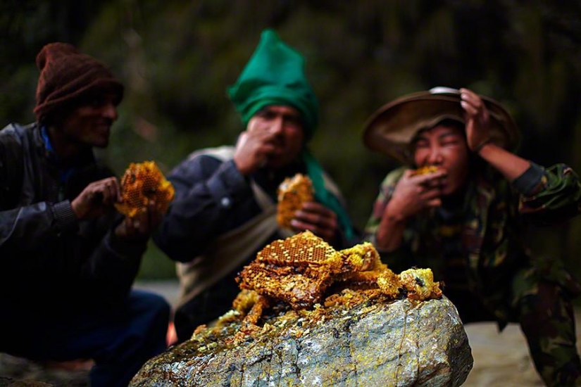 Nepalese honey hunters
