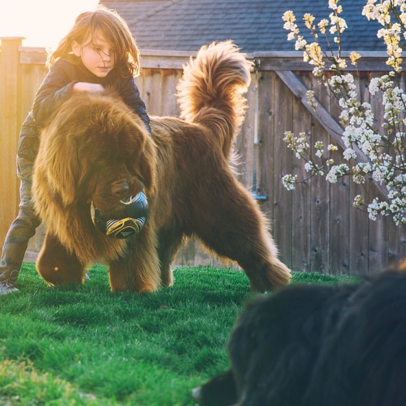 New Bremen Town Musicians