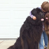 New Bremen Town Musicians