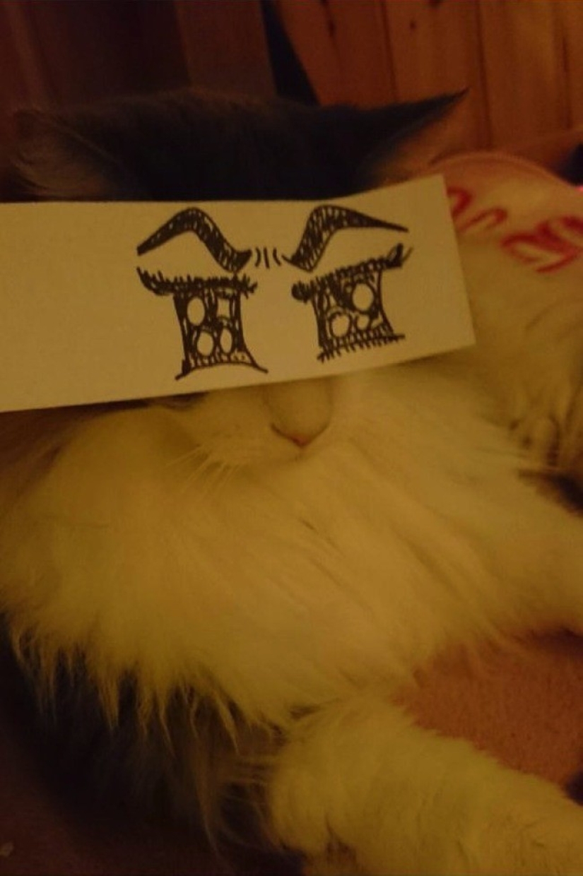 New kotofototrend: try on fluffy new painted eyes