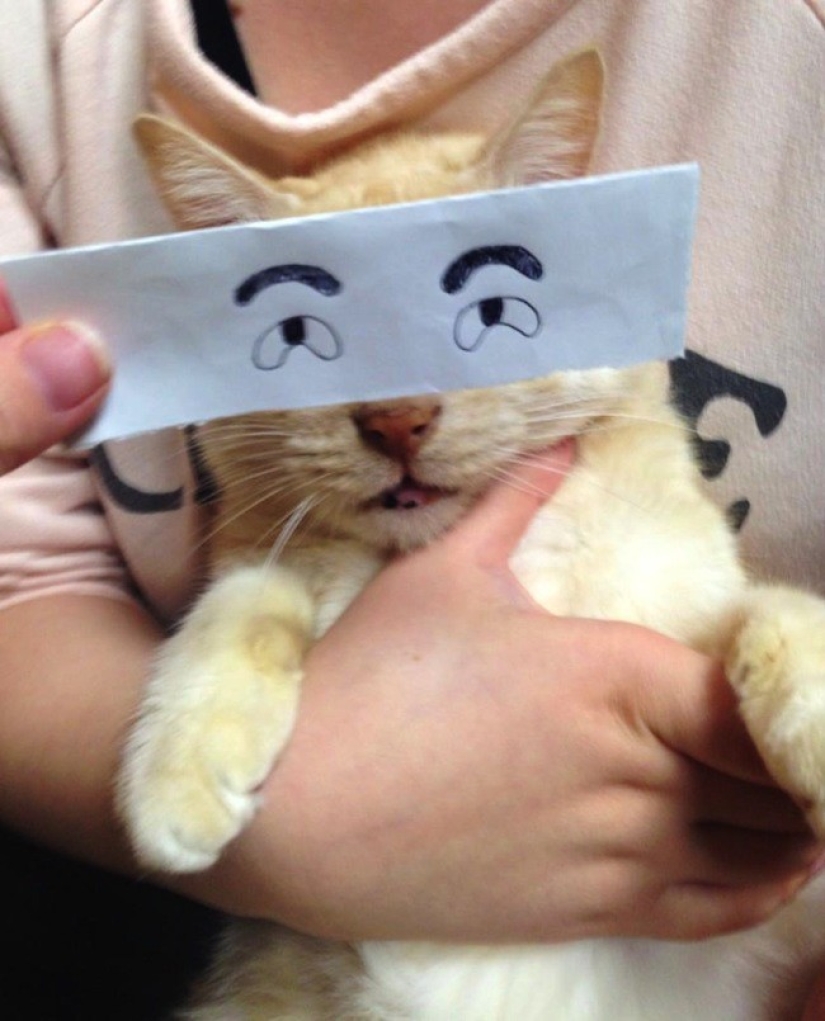 New kotofototrend: try on fluffy new painted eyes