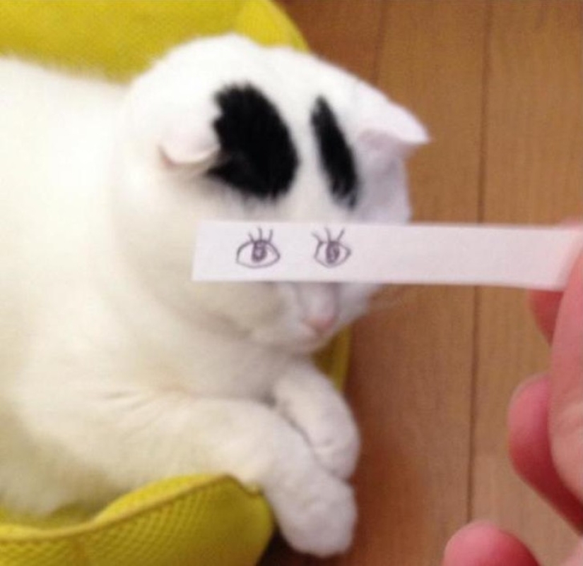 New kotofototrend: try on fluffy new painted eyes