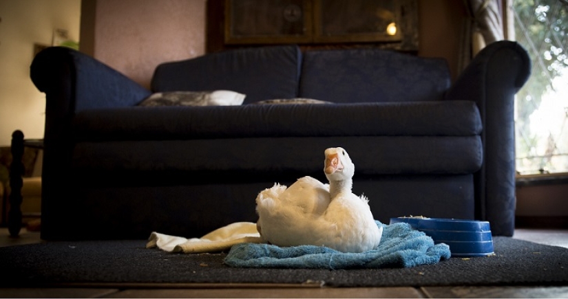 New life with a new 3D foot New life with a new 3D foot