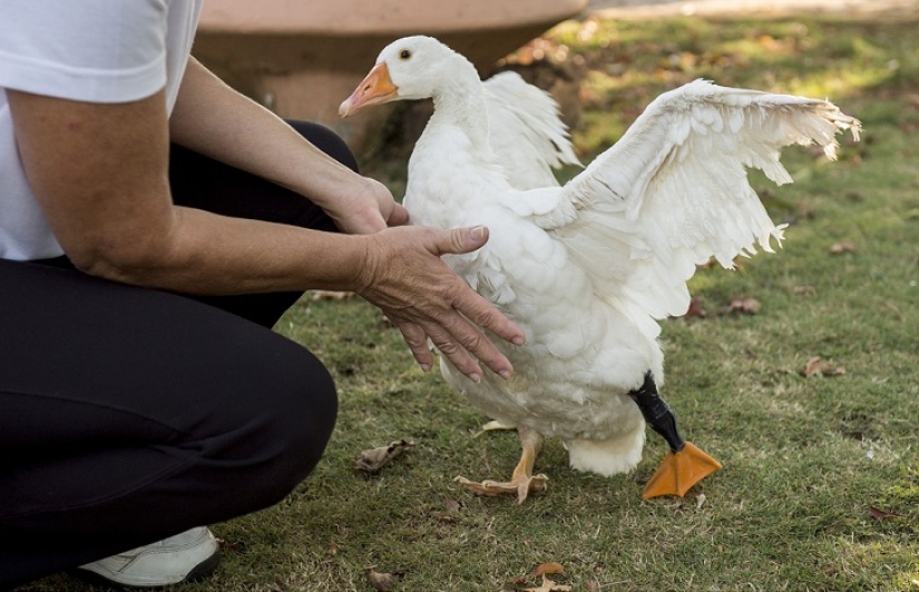 New life with a new 3D foot New life with a new 3D foot