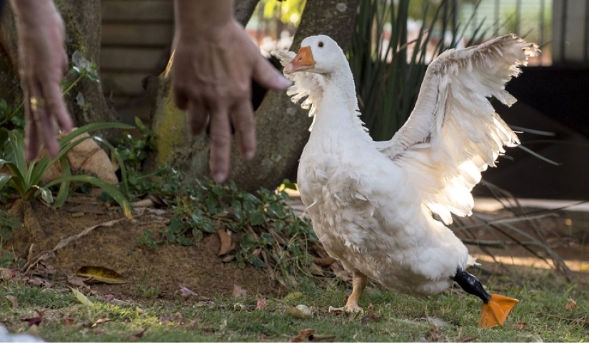 New life with a new 3D foot New life with a new 3D foot