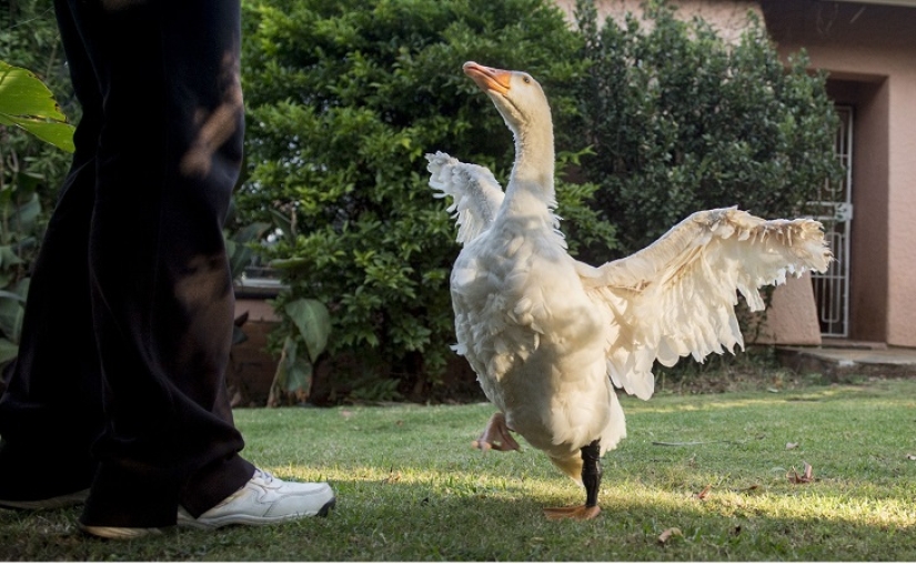 New life with a new 3D foot New life with a new 3D foot