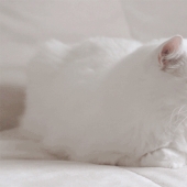 New portion of "live photos"