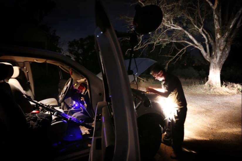 Night hunting for kangaroos in Australia Night hunting for kangaroos in Australia