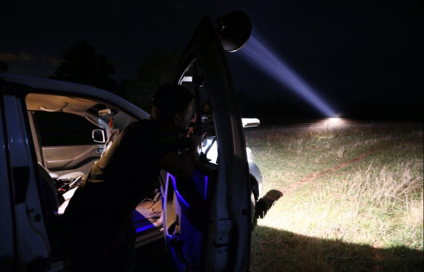 Night hunting for kangaroos in Australia Night hunting for kangaroos in Australia