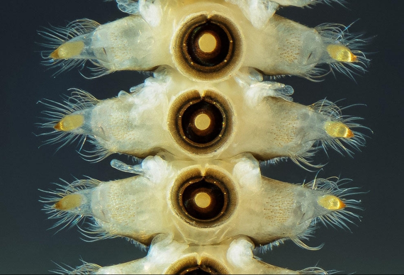 Nikon Small World Photomicrography Competition 2023: 16 Striking Images Taken By Scientists